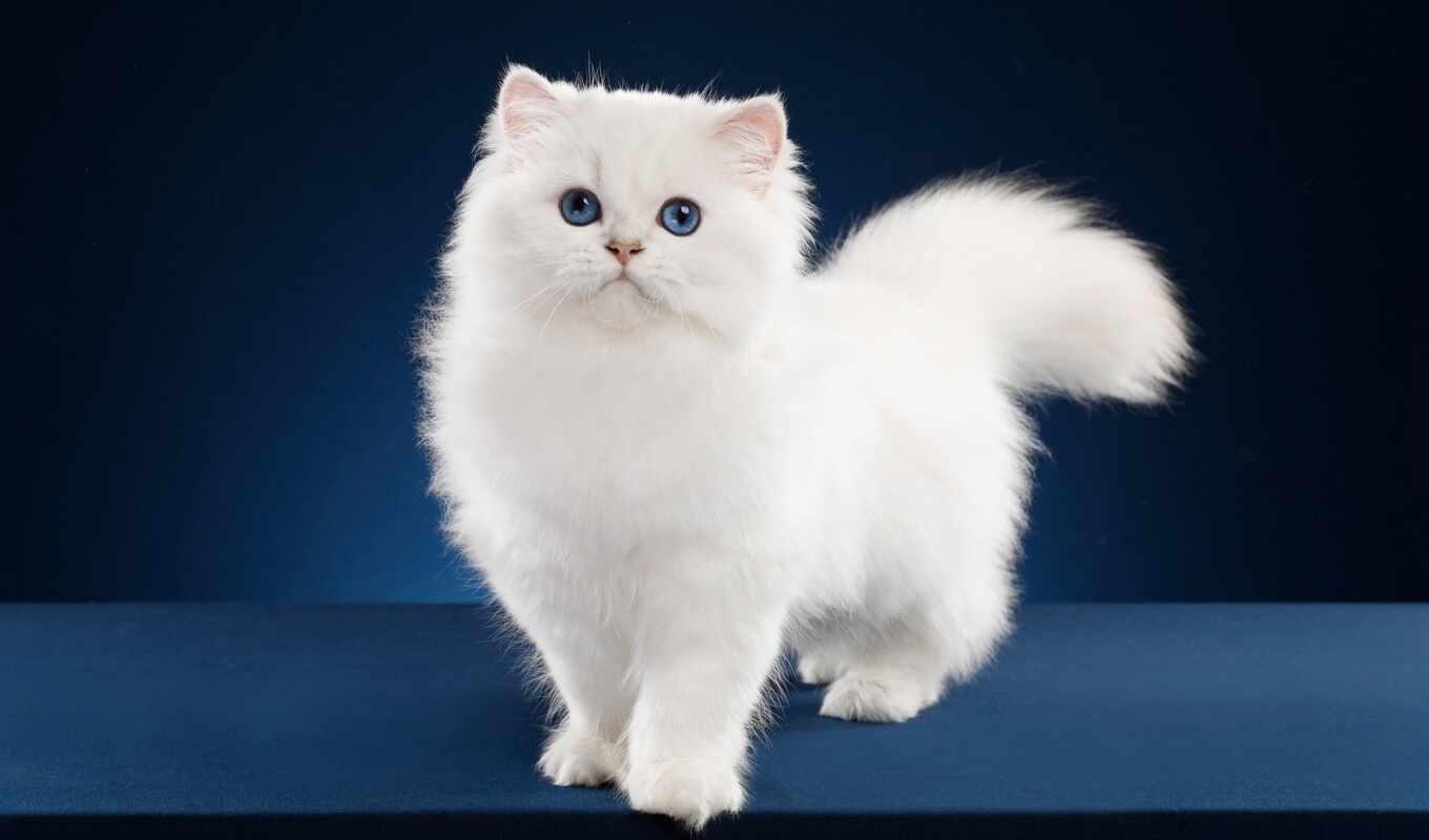 photo, white, comment, new, cat, animal, fluffy, id, chinchilla