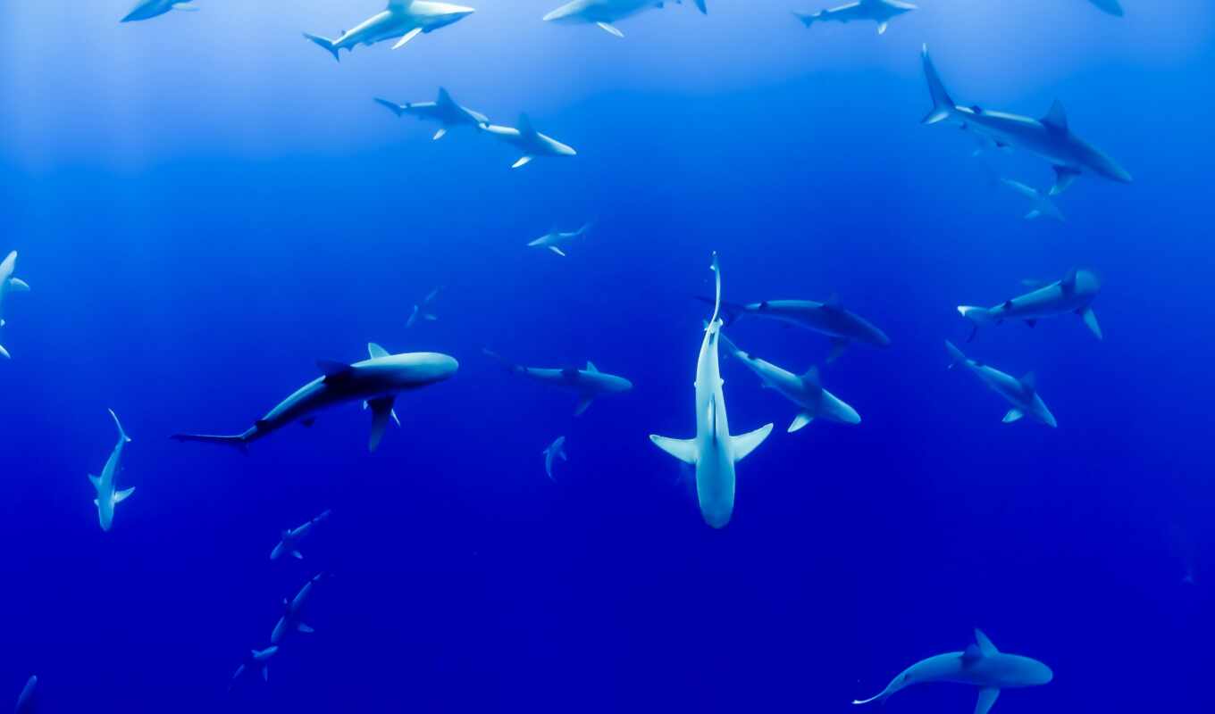 blue, space, which, animal, fast, shark, reunion, before, miro, narval