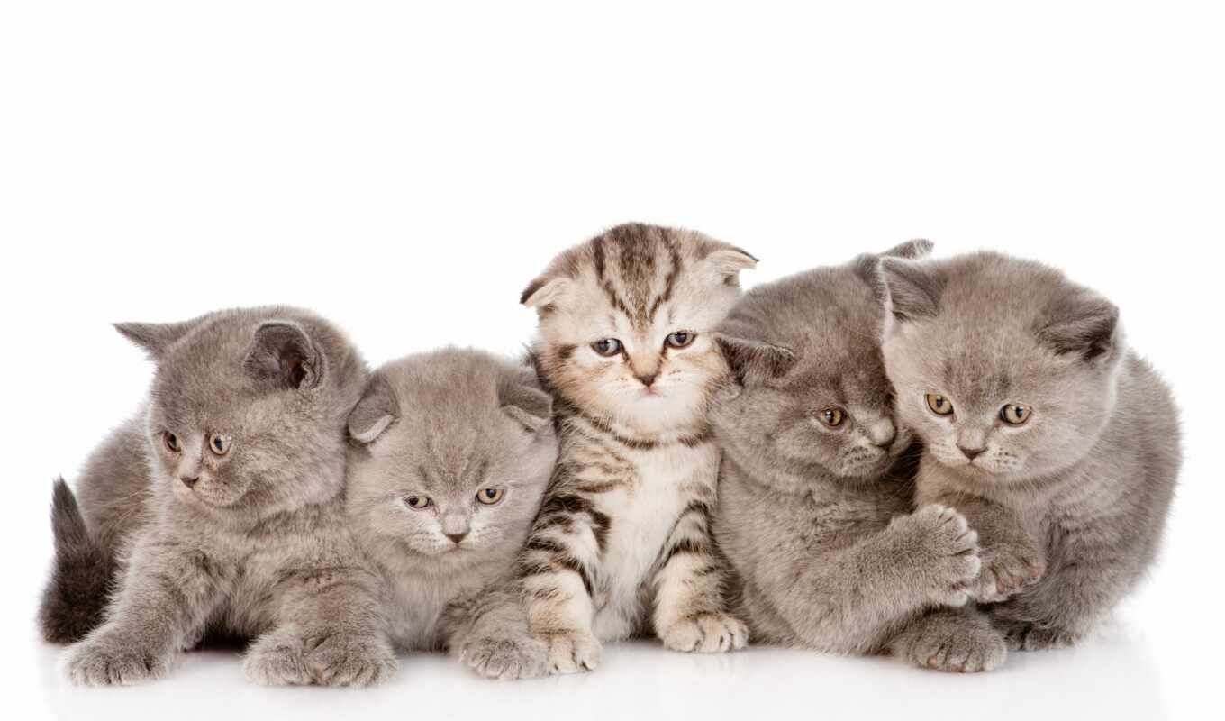кот, коты, котенок, animal, малыш, shirokoformatnyi