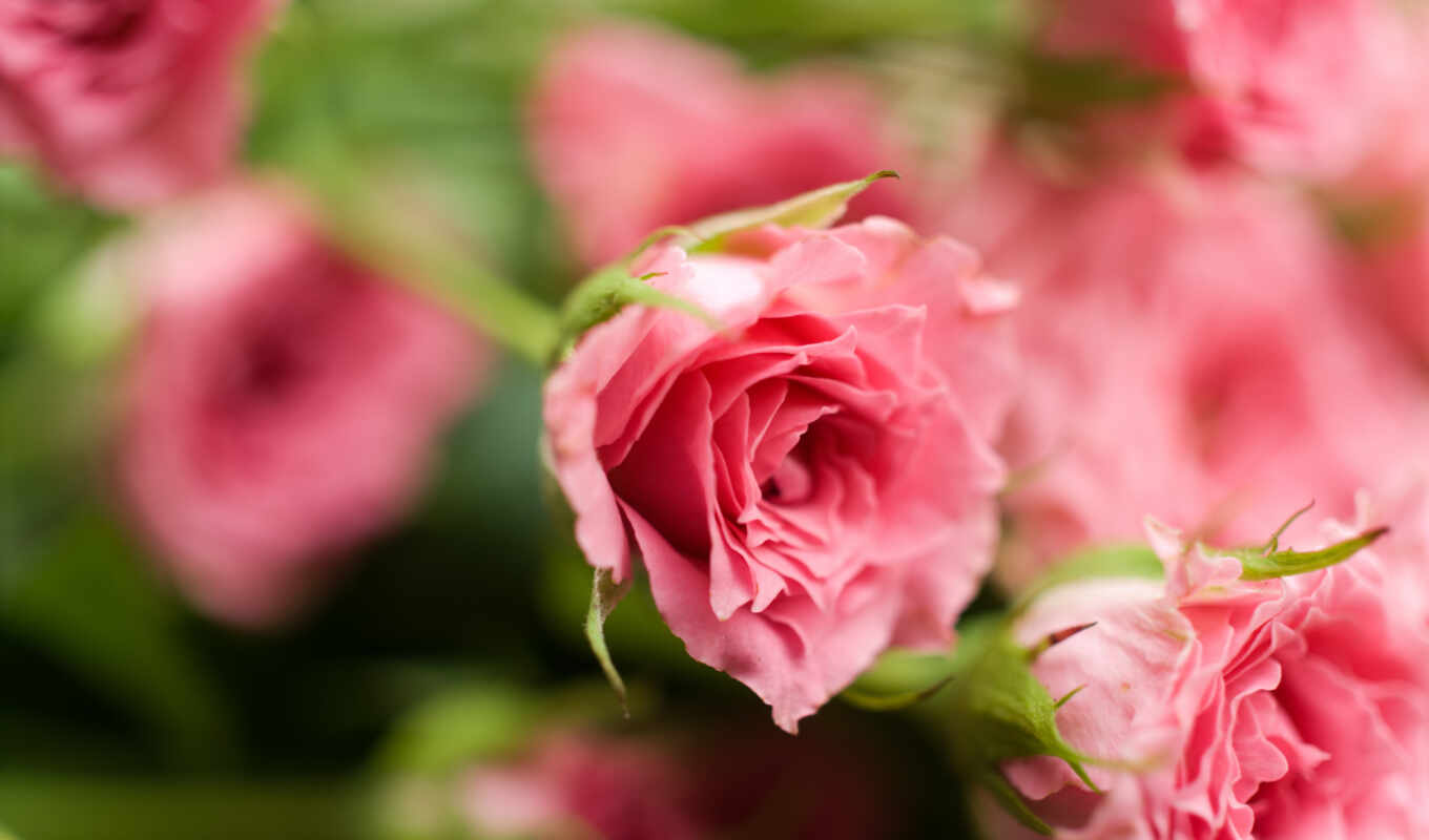 цветы, роза, розовый, взлёт, lovely, billie, permission, eilish