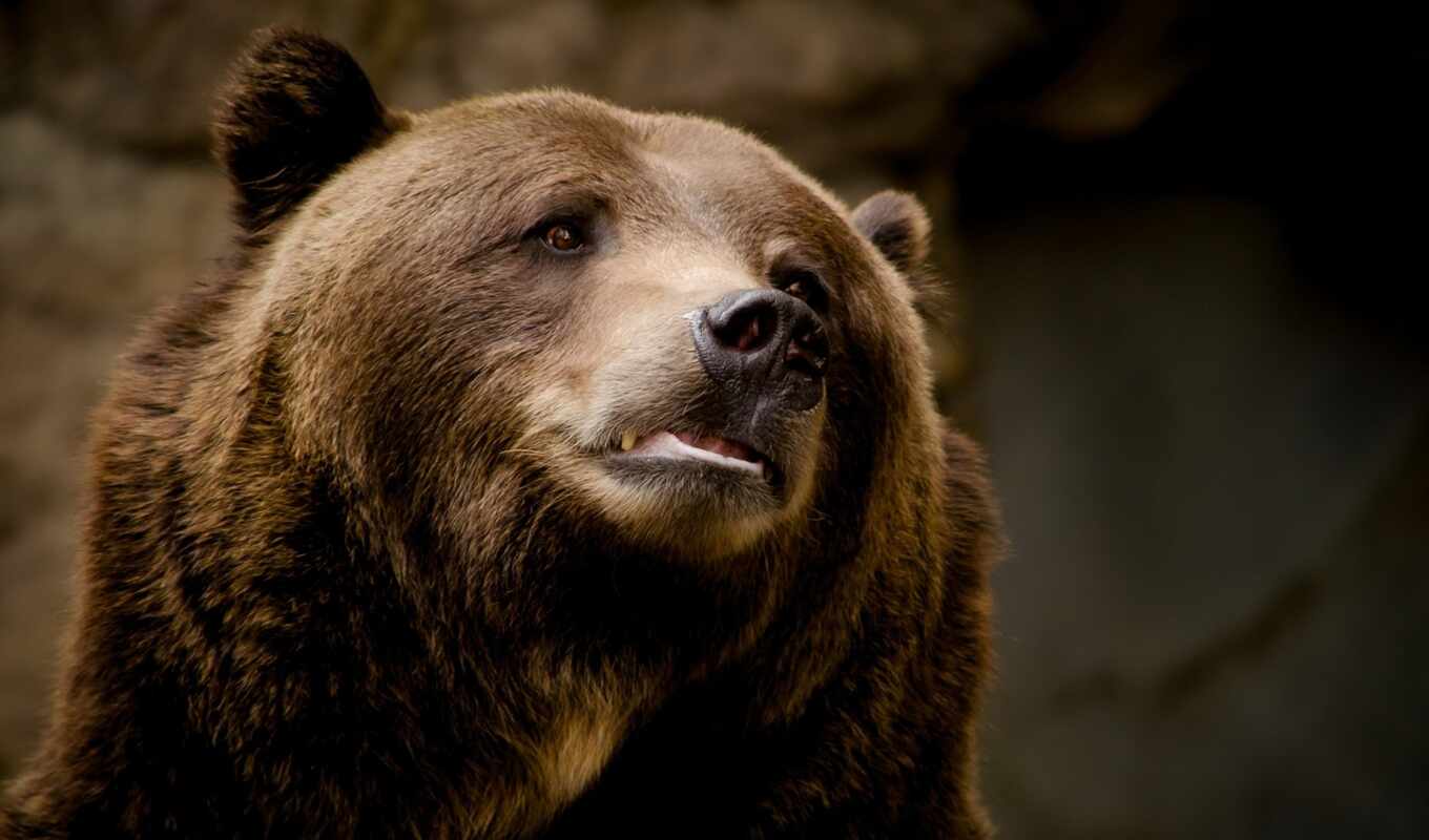portrait, brown, bear, muzzle, grizzly
