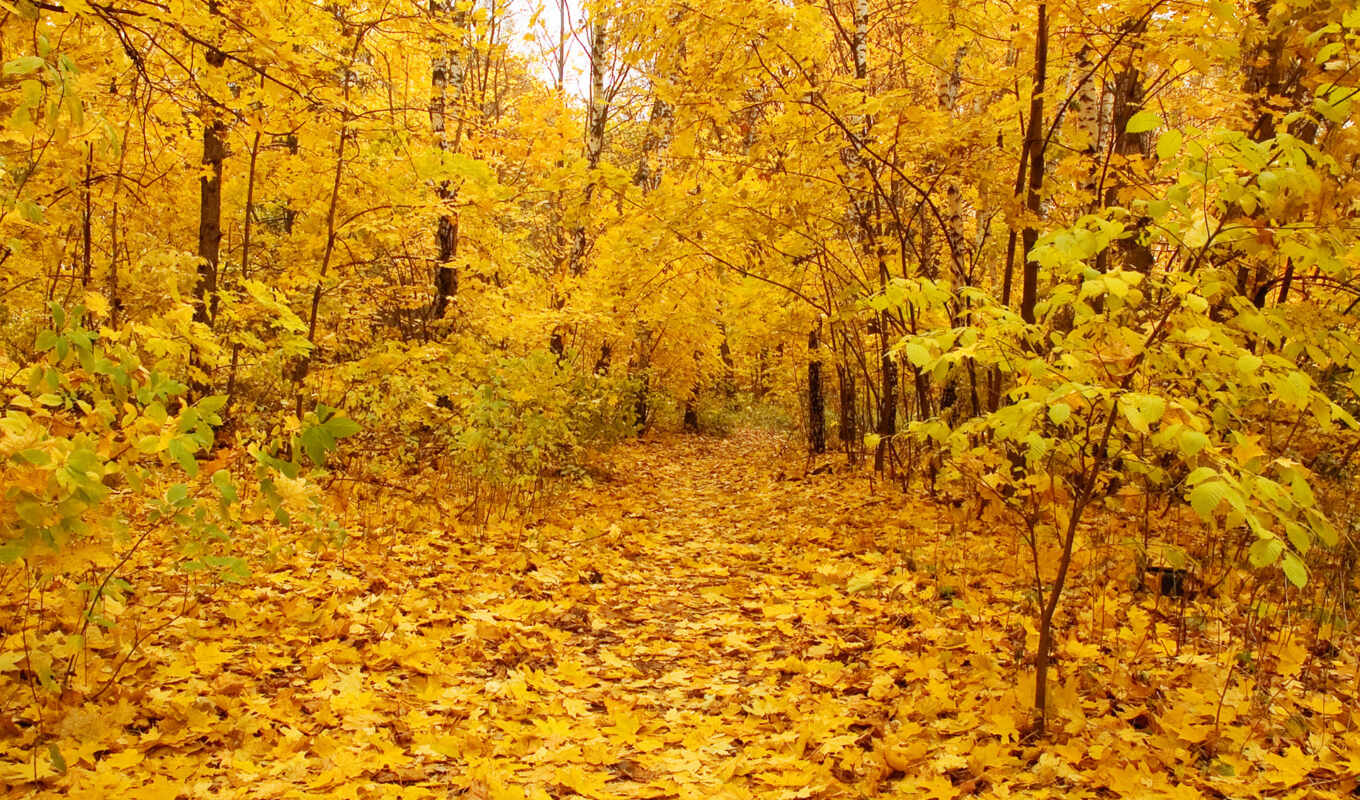 лес, золотистый, осень