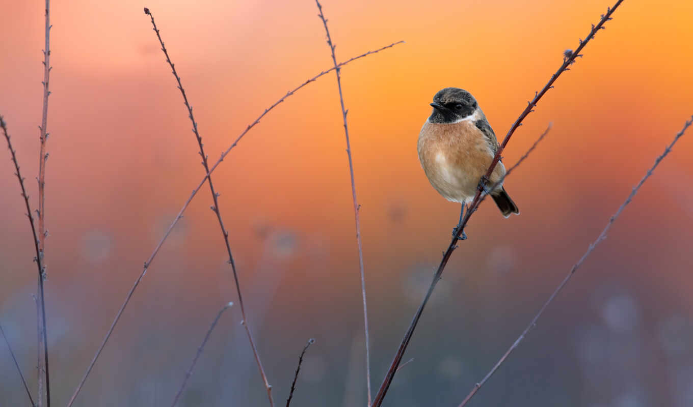 photo, join, stonechat