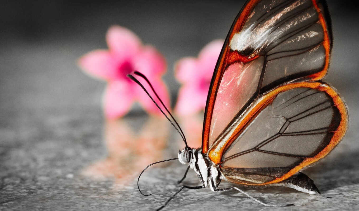 много, бабочка, лет, интересно, бабочки, fact, seed, одном, вида, row, месте, зависит, откладывает