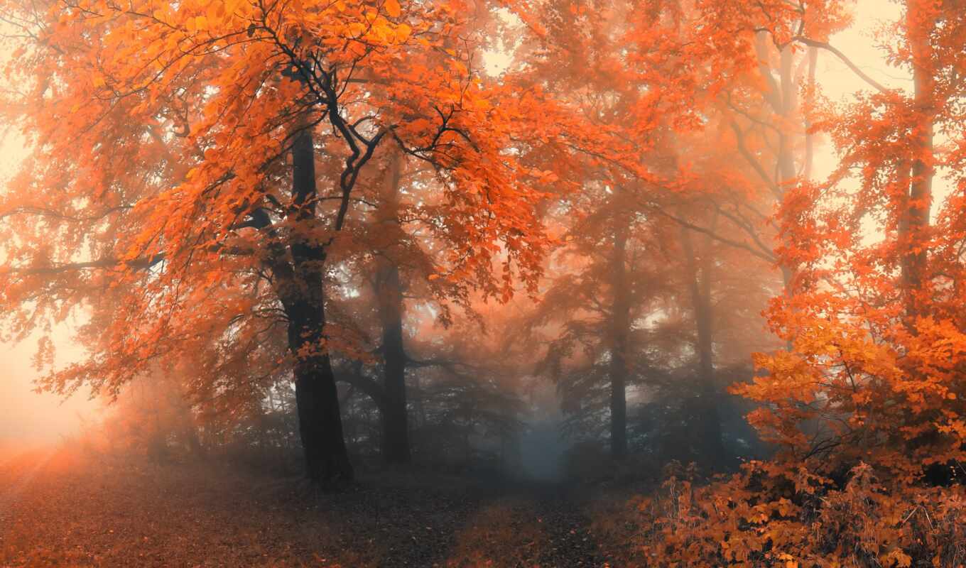 природа, лес, осень, лесу, листва, trees, туман