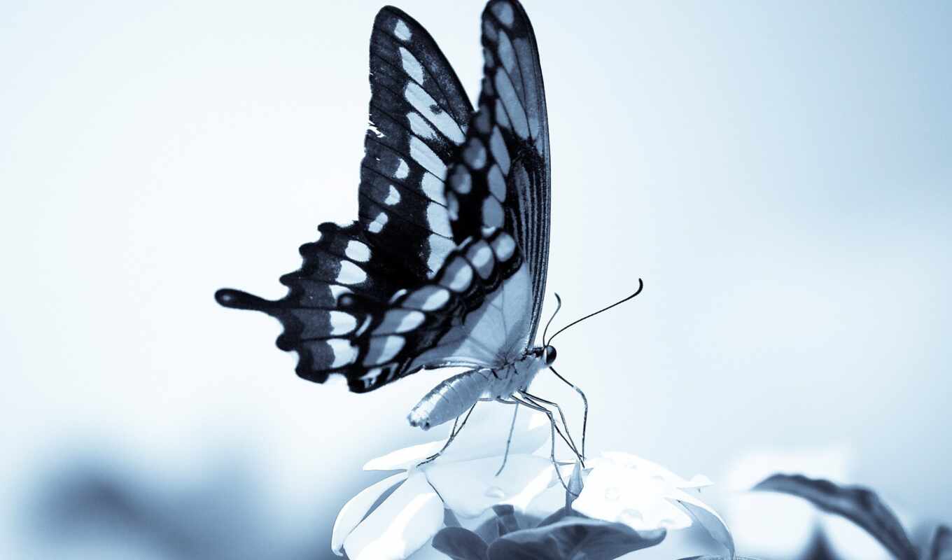 collection, butterfly, sits, already, the best, uploaded, butterfly, plants, butterflies, insects