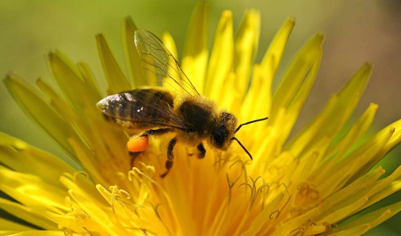 flowers, bee, dandelion, yellow, pollen, flower, pollination, background image, bee