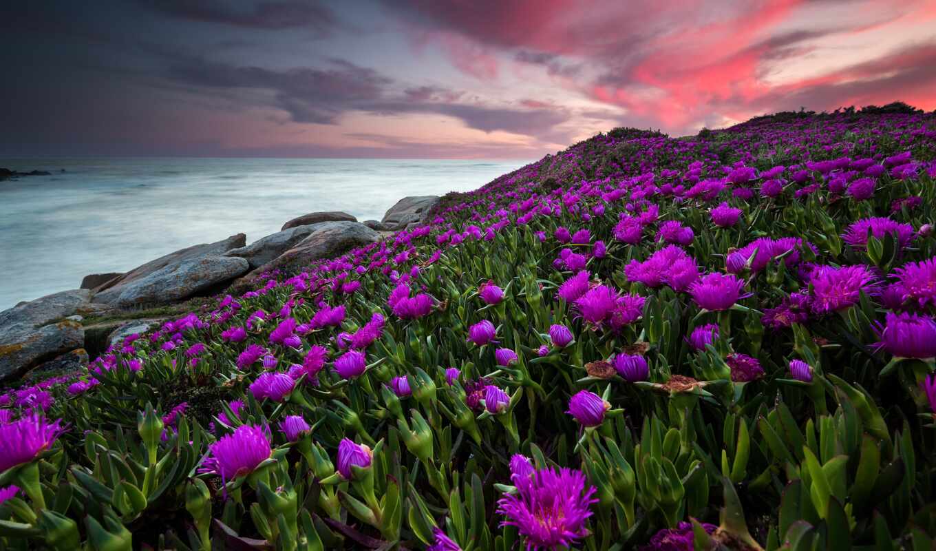 flowers, purple, ocean