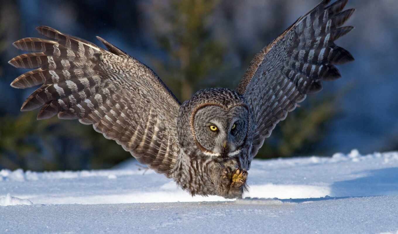owl, great, animal, grey