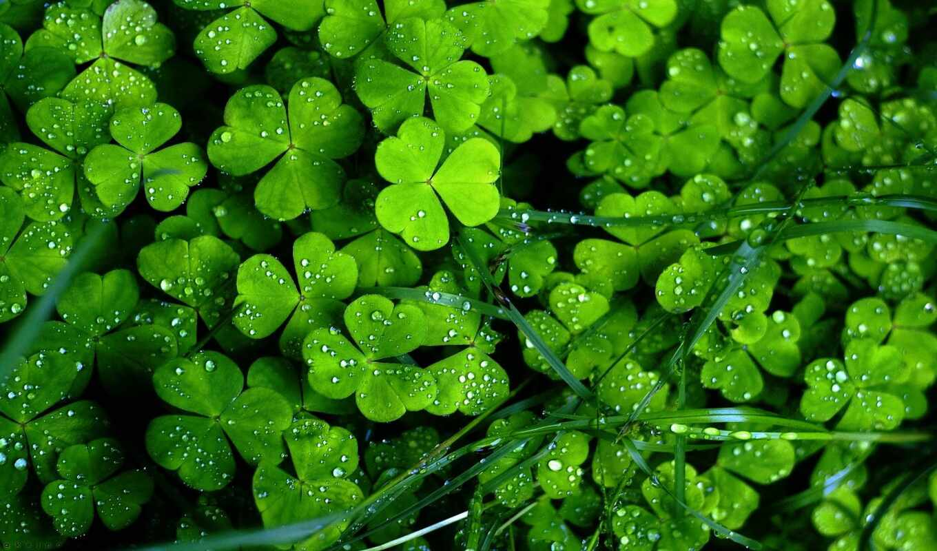 drop, зелёный, трава, water, ирландский, leaf, clover