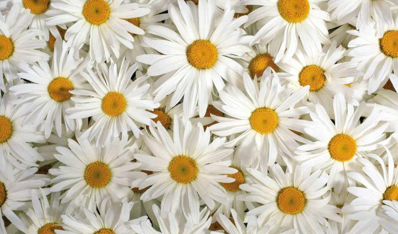 цветы, много, white, лепесток, daisy, ромашка
