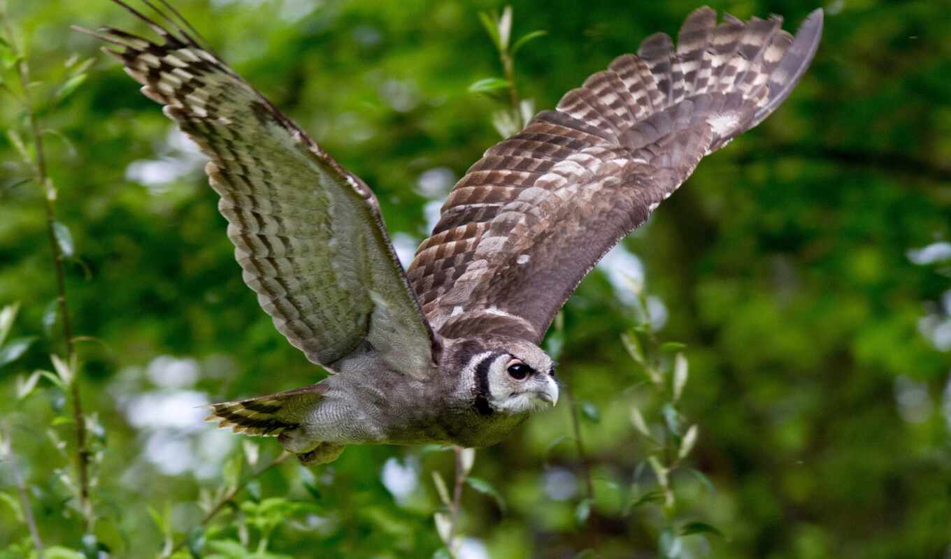 flight, owl, bird, branch, birds, wings