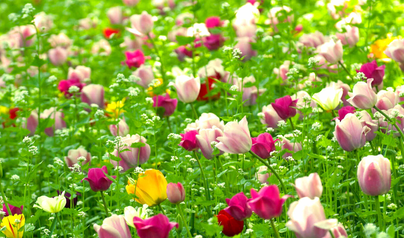 nature, field, high, spring, tulips, cvety
