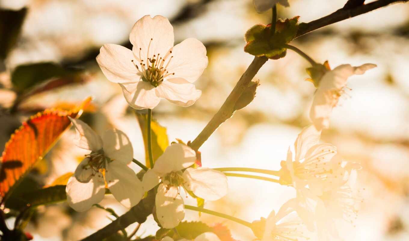 природа, белый, цветок, весна, лепесток, цвет, нектар, солнечный свет, цветение вишни