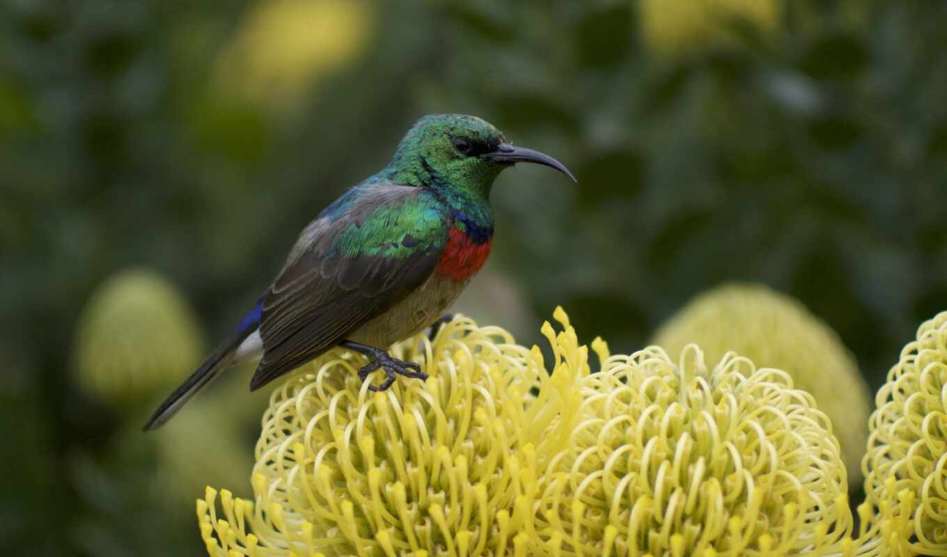 black, flowers, green, deck, brown, bird, focus, yellow, small, hummingbirds, perch
