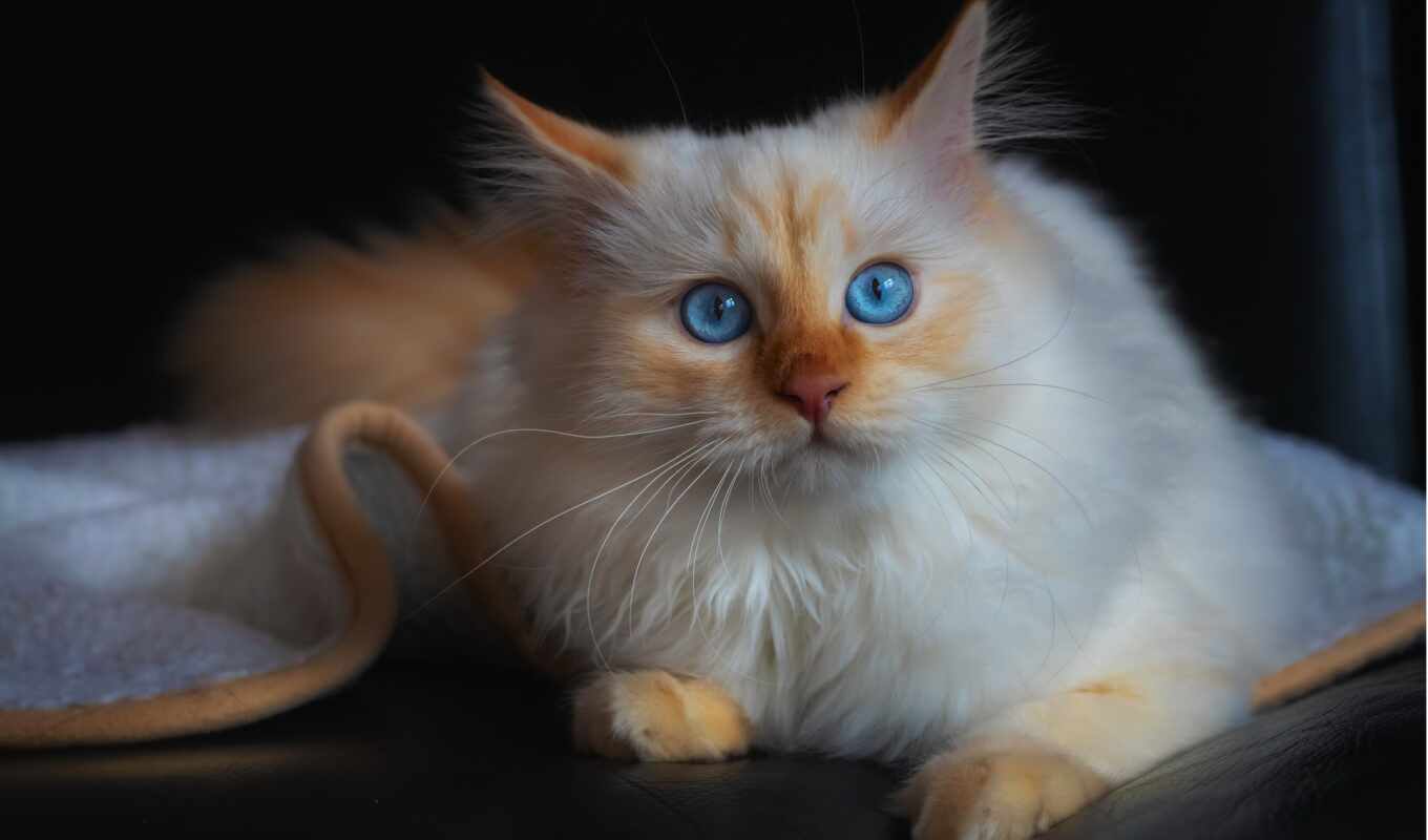 blue, взгляд, white, глаз, кот, see, порода, animal, голубоглазый