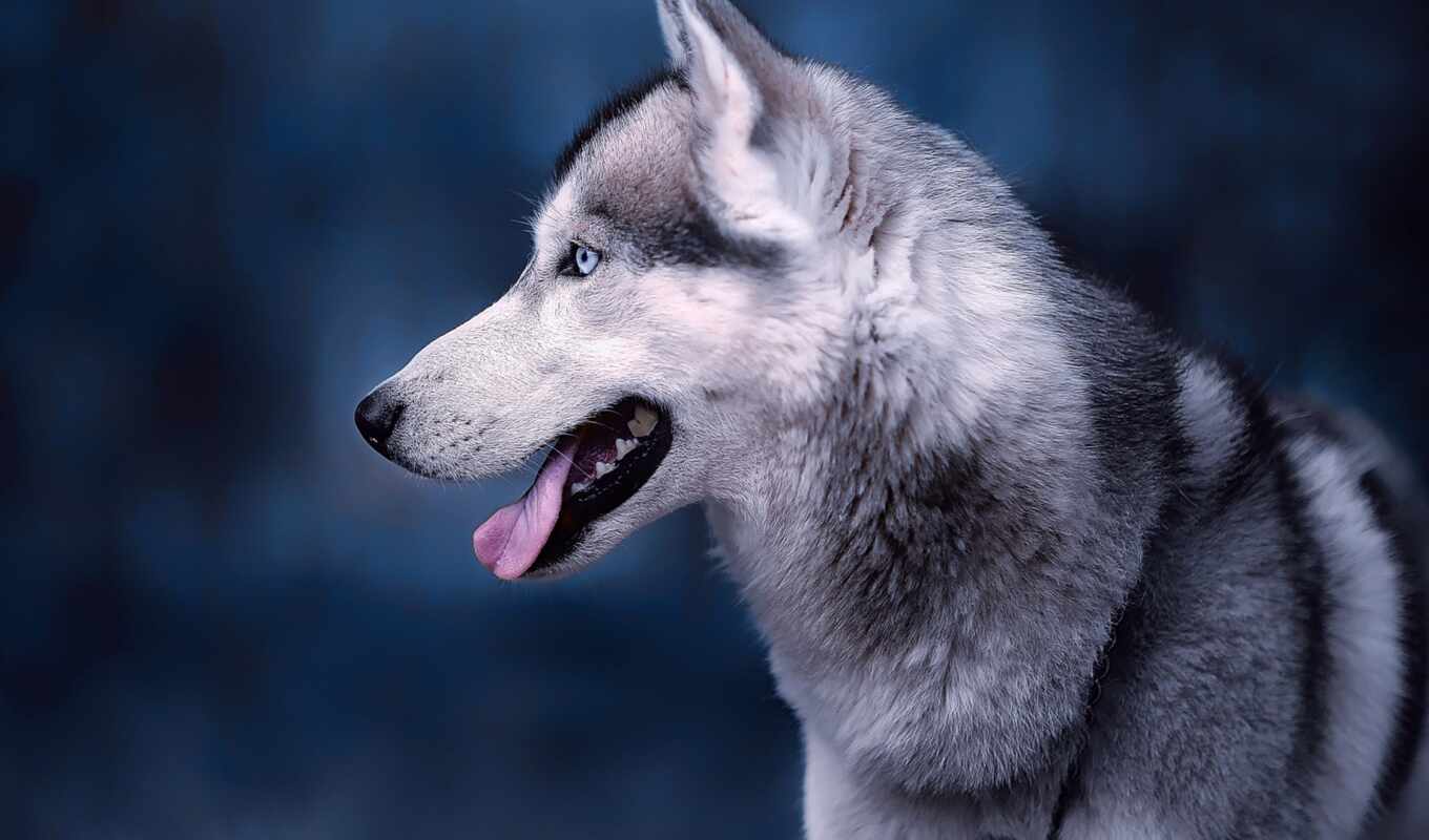 blue, eye, cute, dog, portrait, husky, animal, pet, siberian, husky