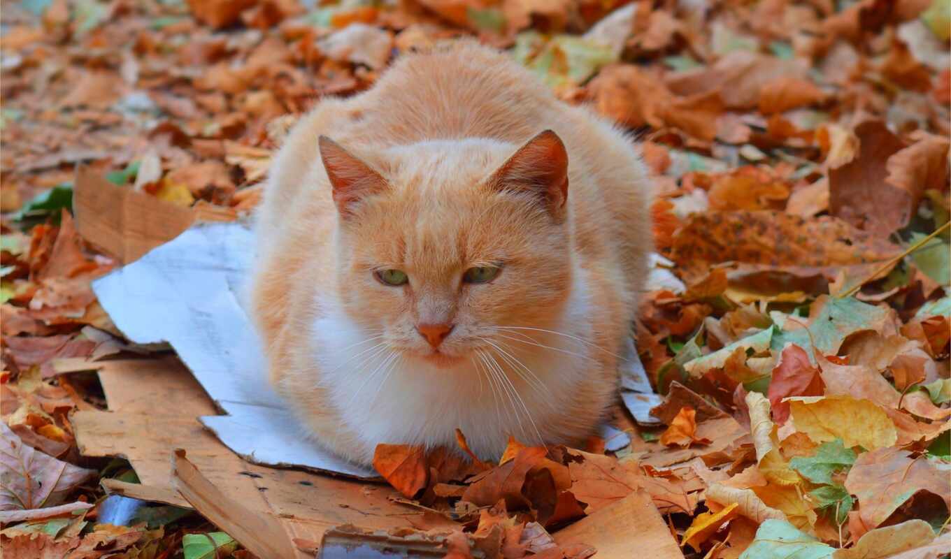 cat, autumn