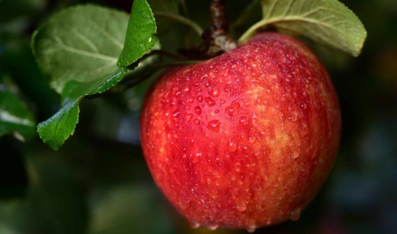 apple, home, дерево, осень, root, прайри, ft, orchard