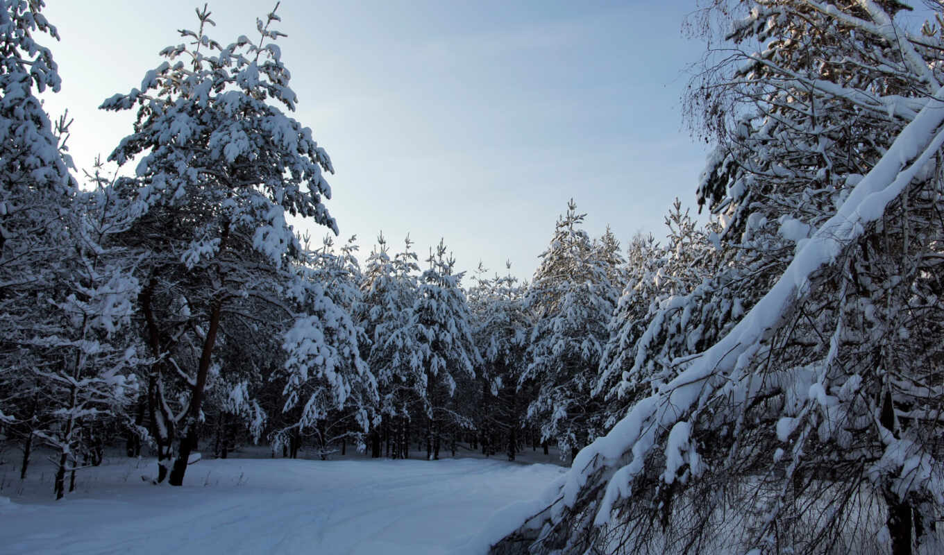 природа, пейзажи -, снег, winter, лес, landscape, descargar, расслабиться, hintergrundbild, invierno