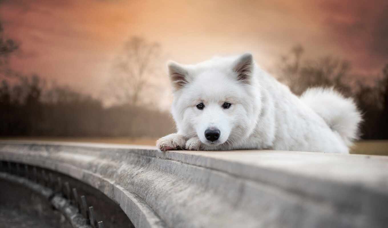 high, white, собака, смотреть, щенок, animal, айфон, заставка, samoyed