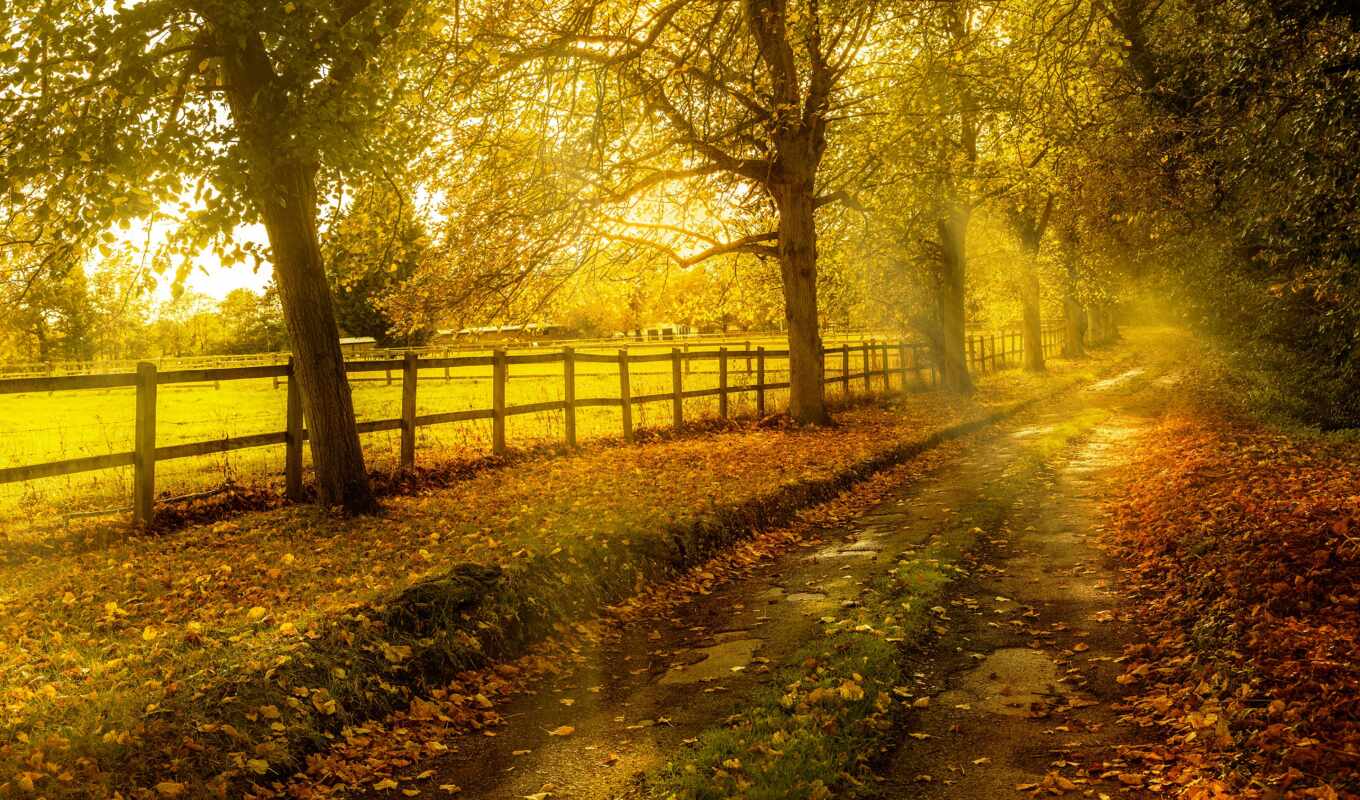 nature, sheet, tree, autumn