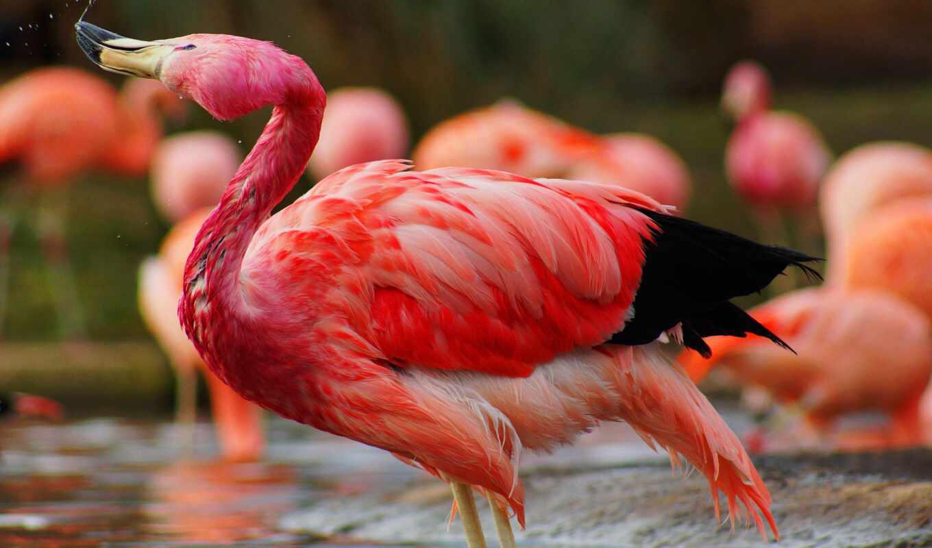 фламинго, funart