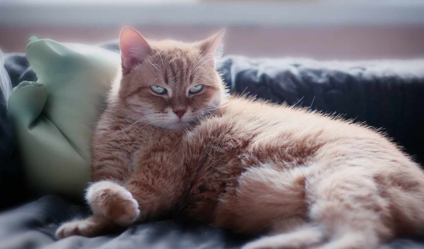 кот, диван