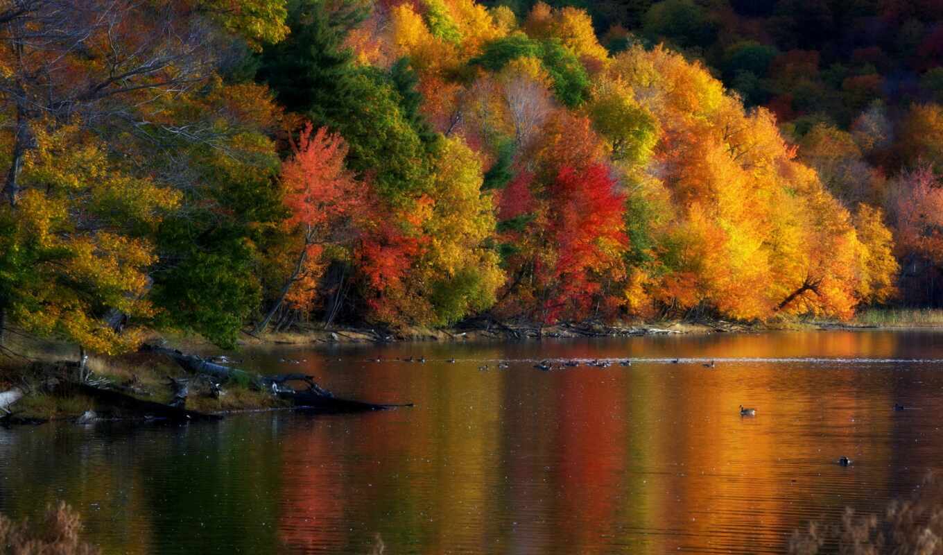 tree, landscape, autumn