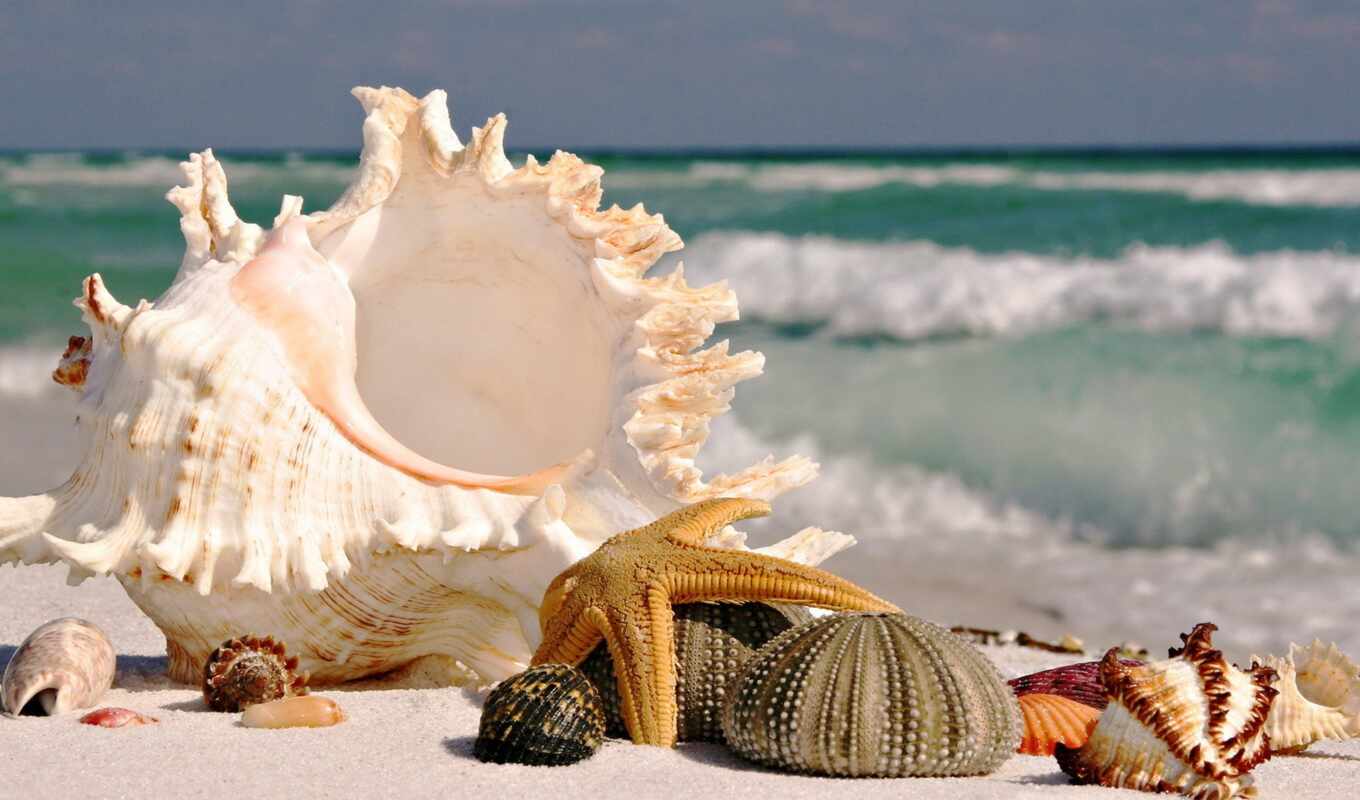 sea, shells