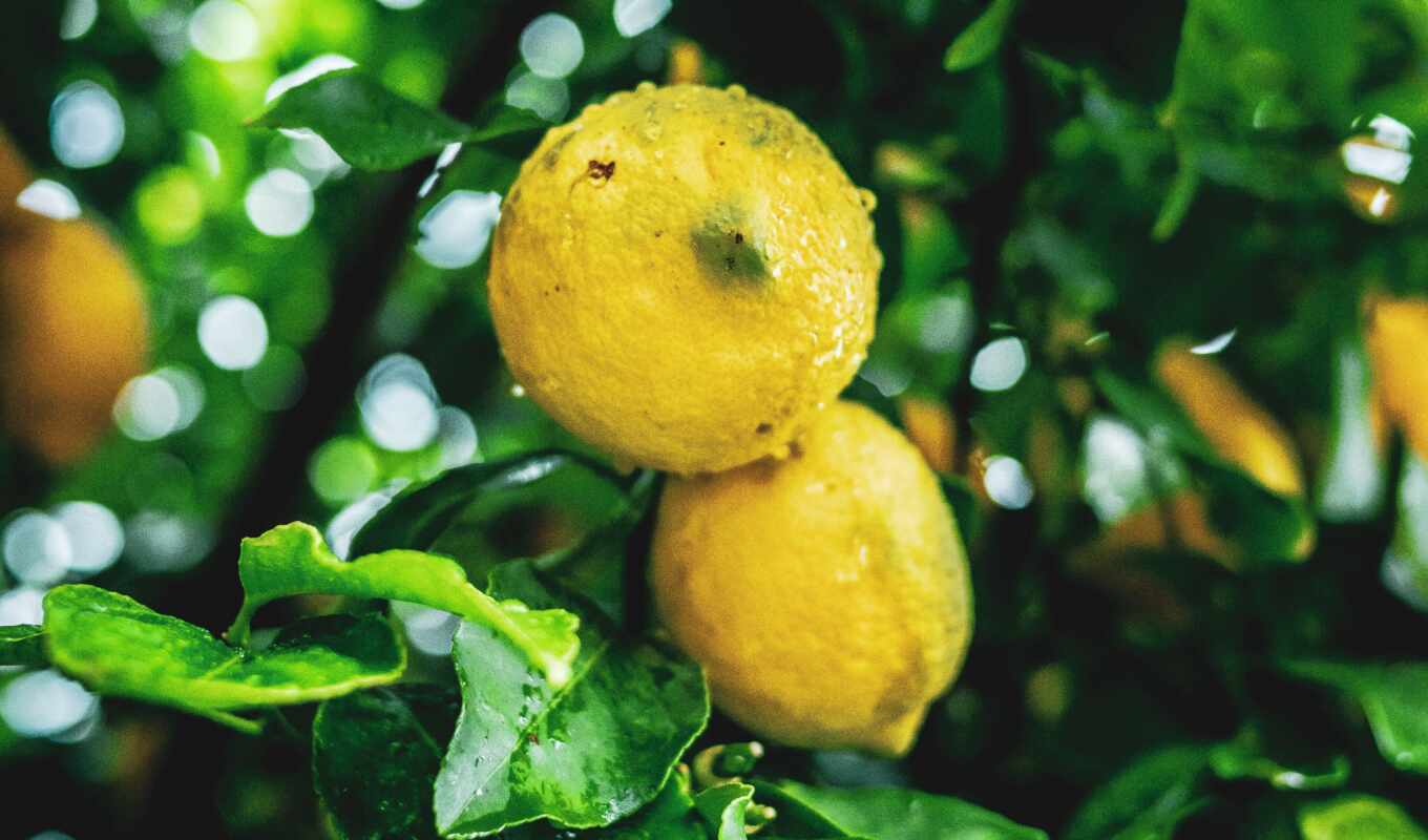 branch, плод, lemon, yellow, цитрус