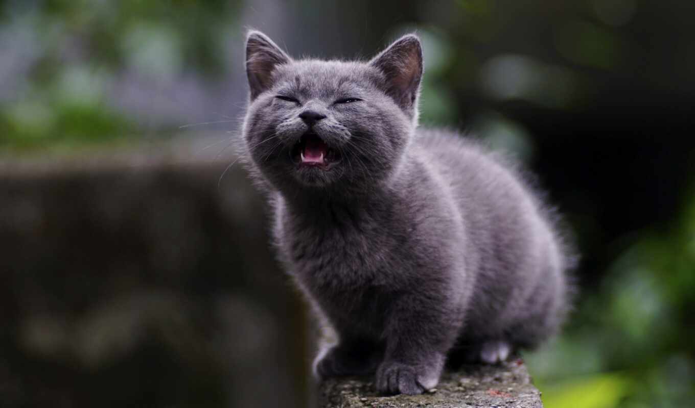 black, серый, кот, cute, british, котенок, animal, короткошерстный, pet, gato