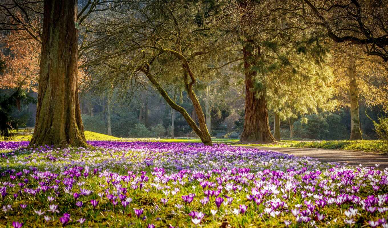 цветы, purple, весна, park, крокус