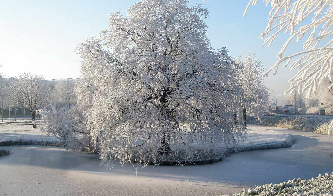 дерево, лед, иней, winter, гладь, пруд, река, freeze, hoarfrost