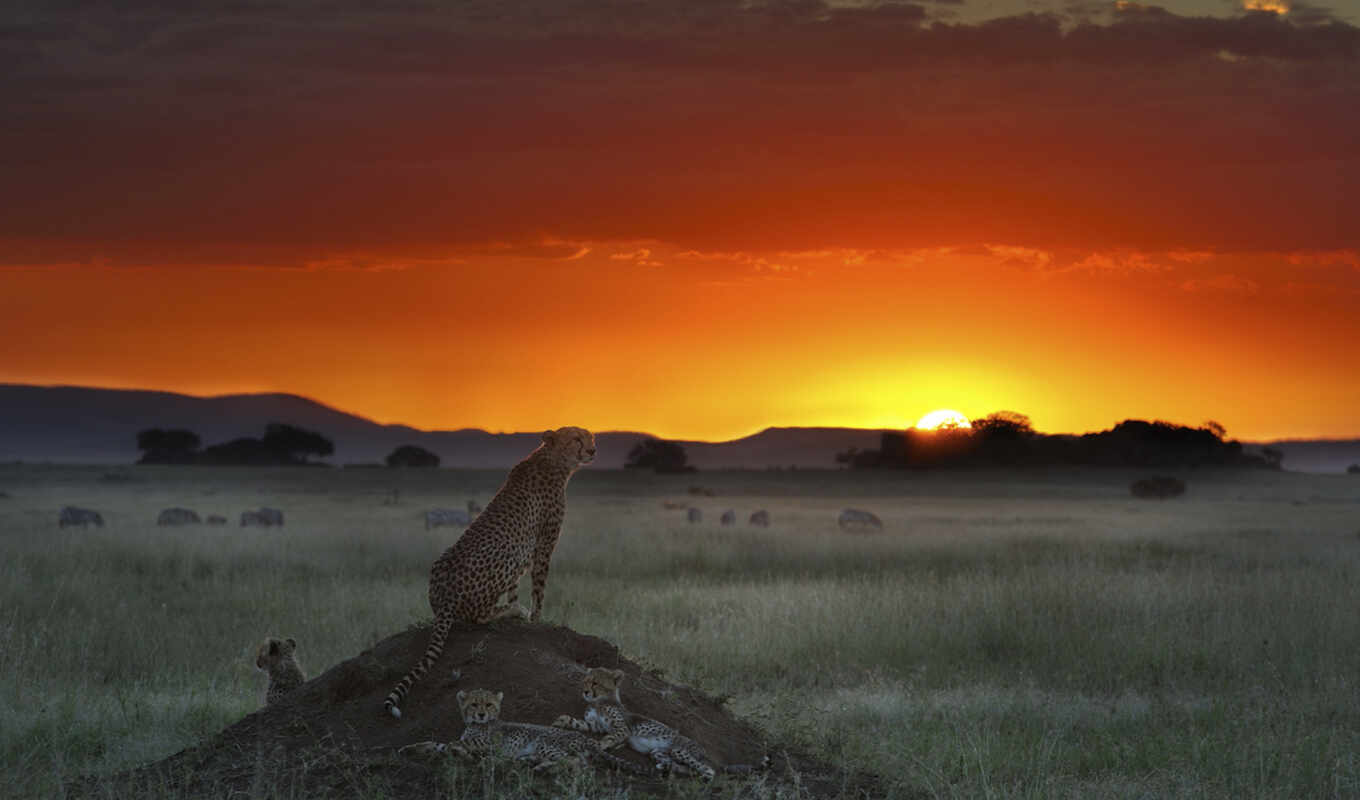 wallpaper, sunset, animals, savannah, sa, cheetah, Africa