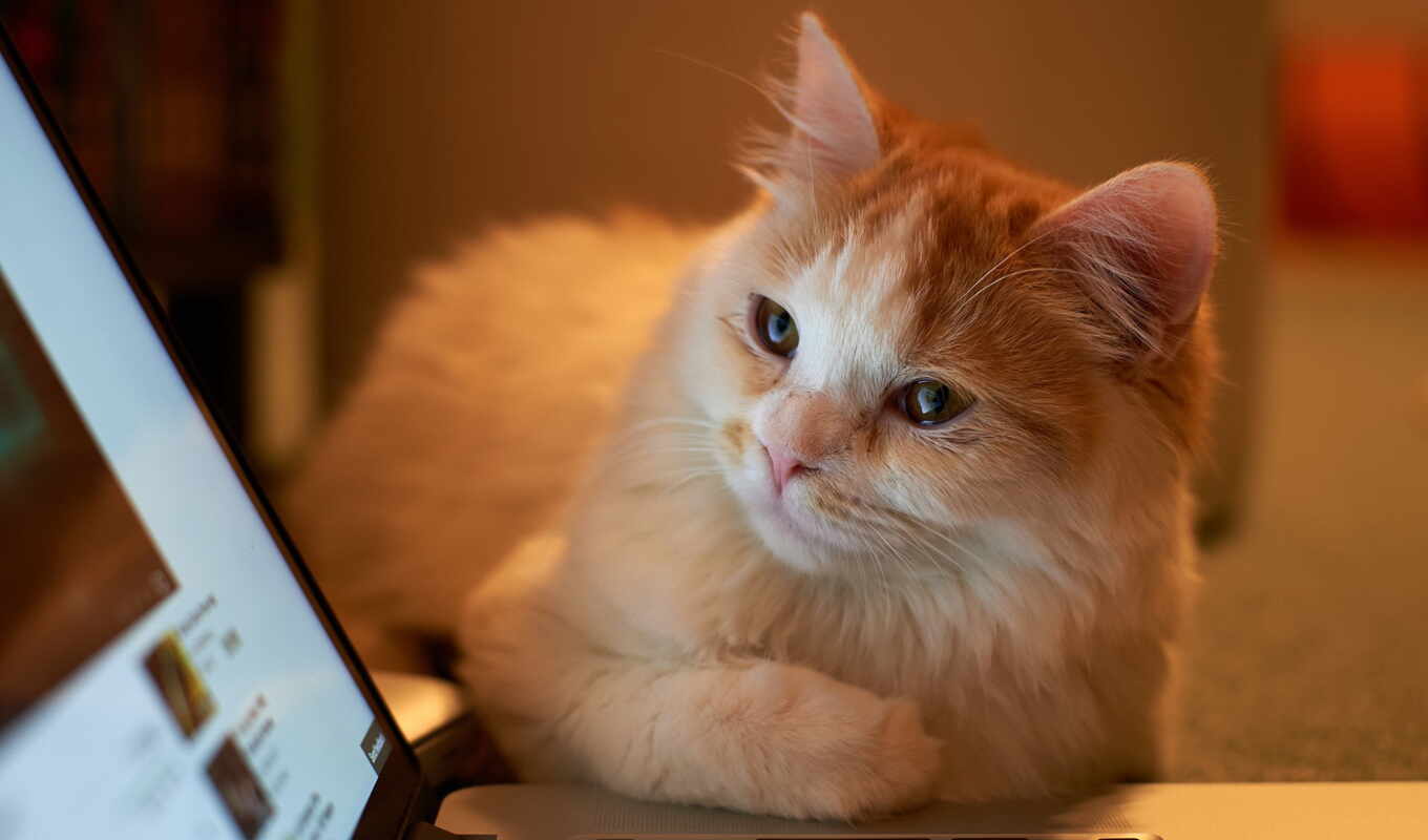 взгляд, ноутбук, котэ, животные, mix, кошки, cat, twitter