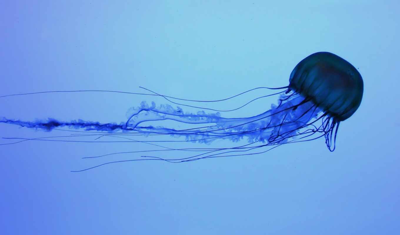 мире, самая, медузы, jellyfish, опасная