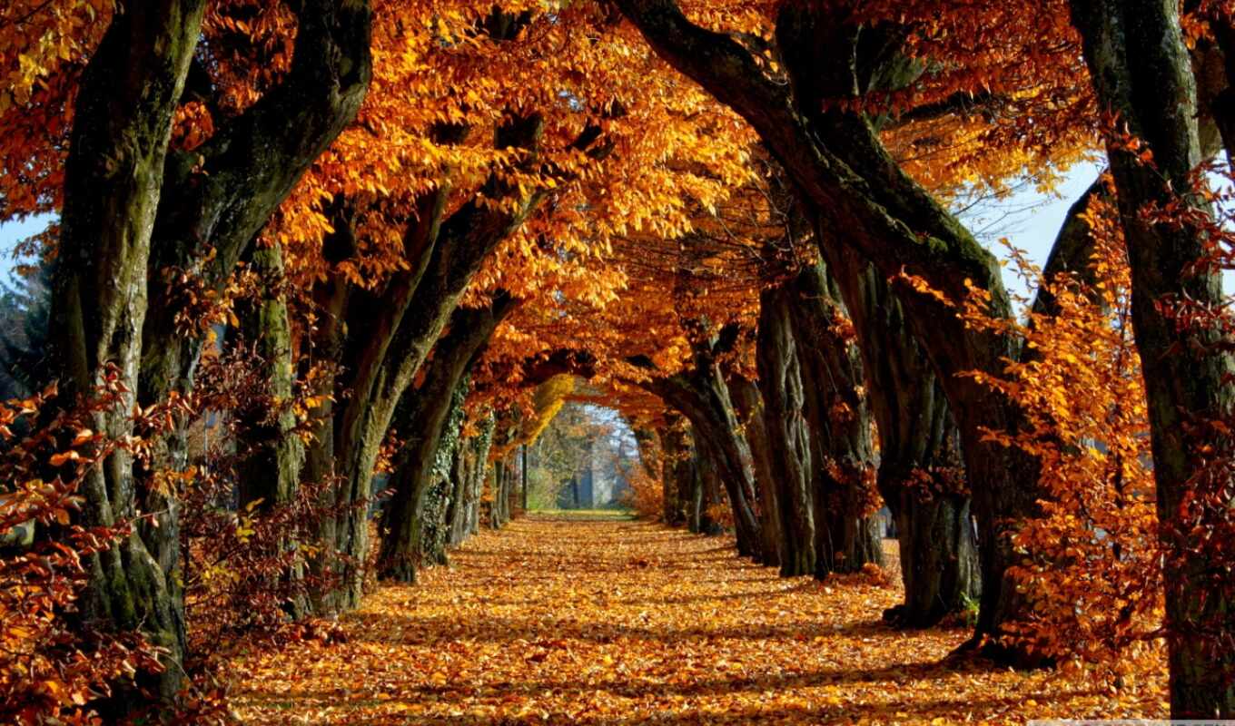 природа, года, time, осень, аллея, осенняя, favourite, алея