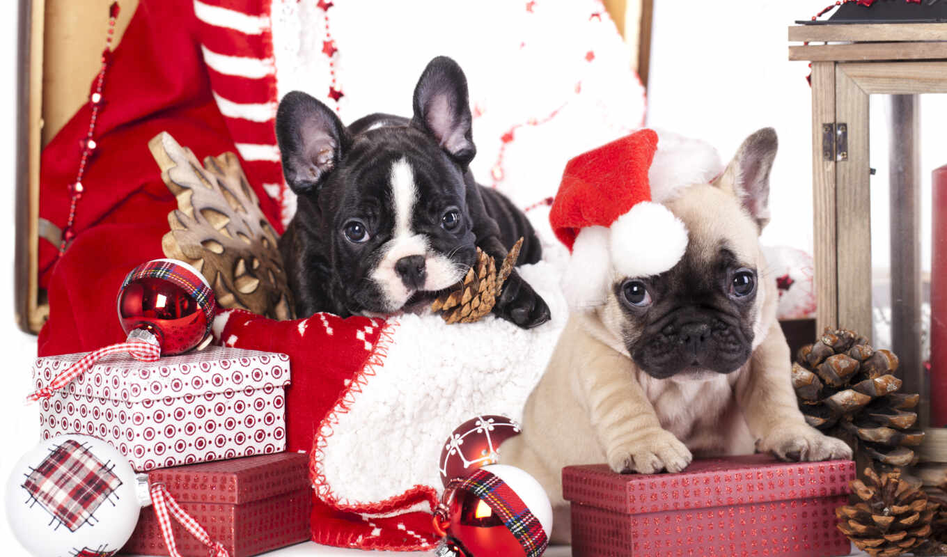 new, год, щенок, собаки, щенки, два, праздники, french, shariki, bulldog, подарки