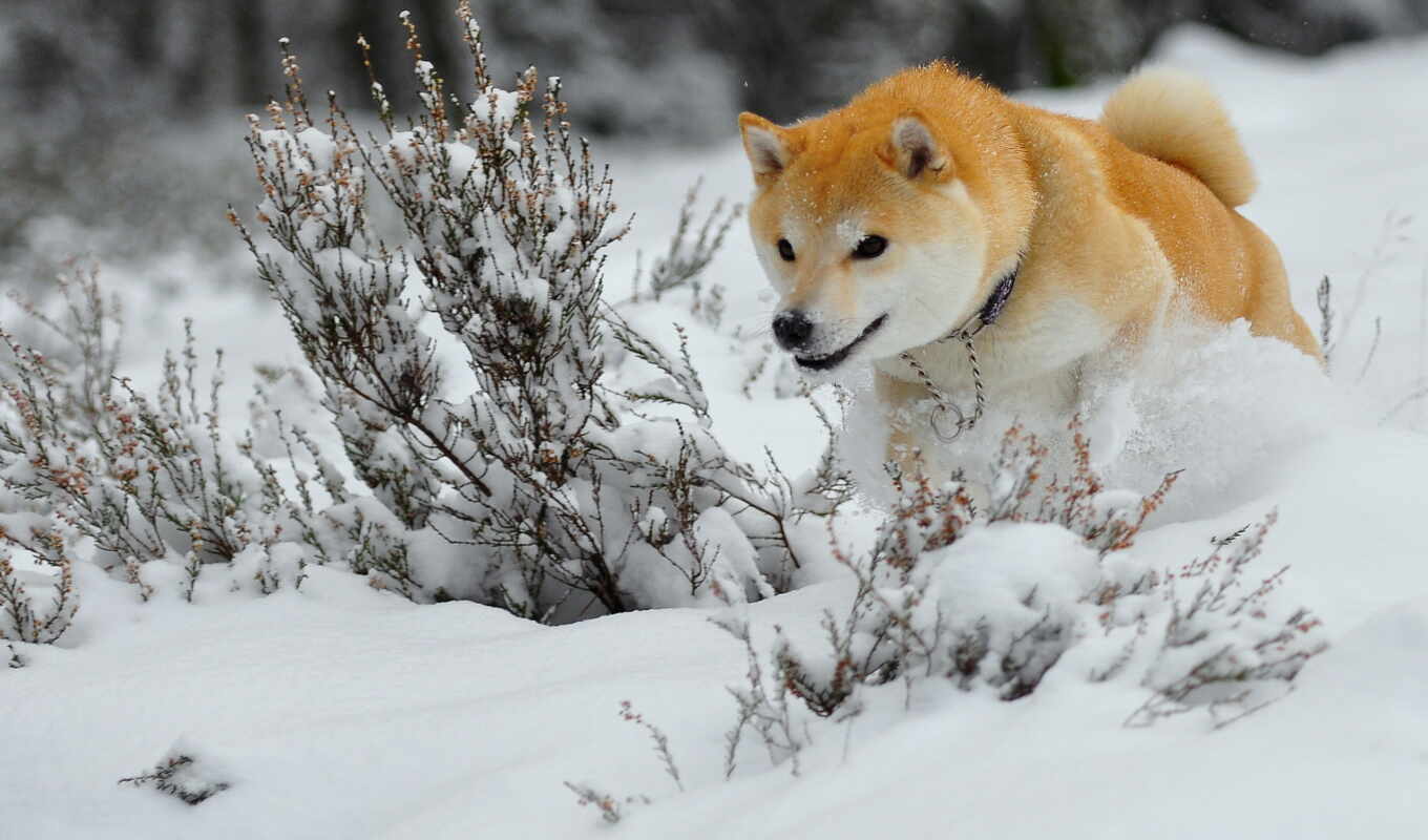 snow, dog, images, winter, sabba