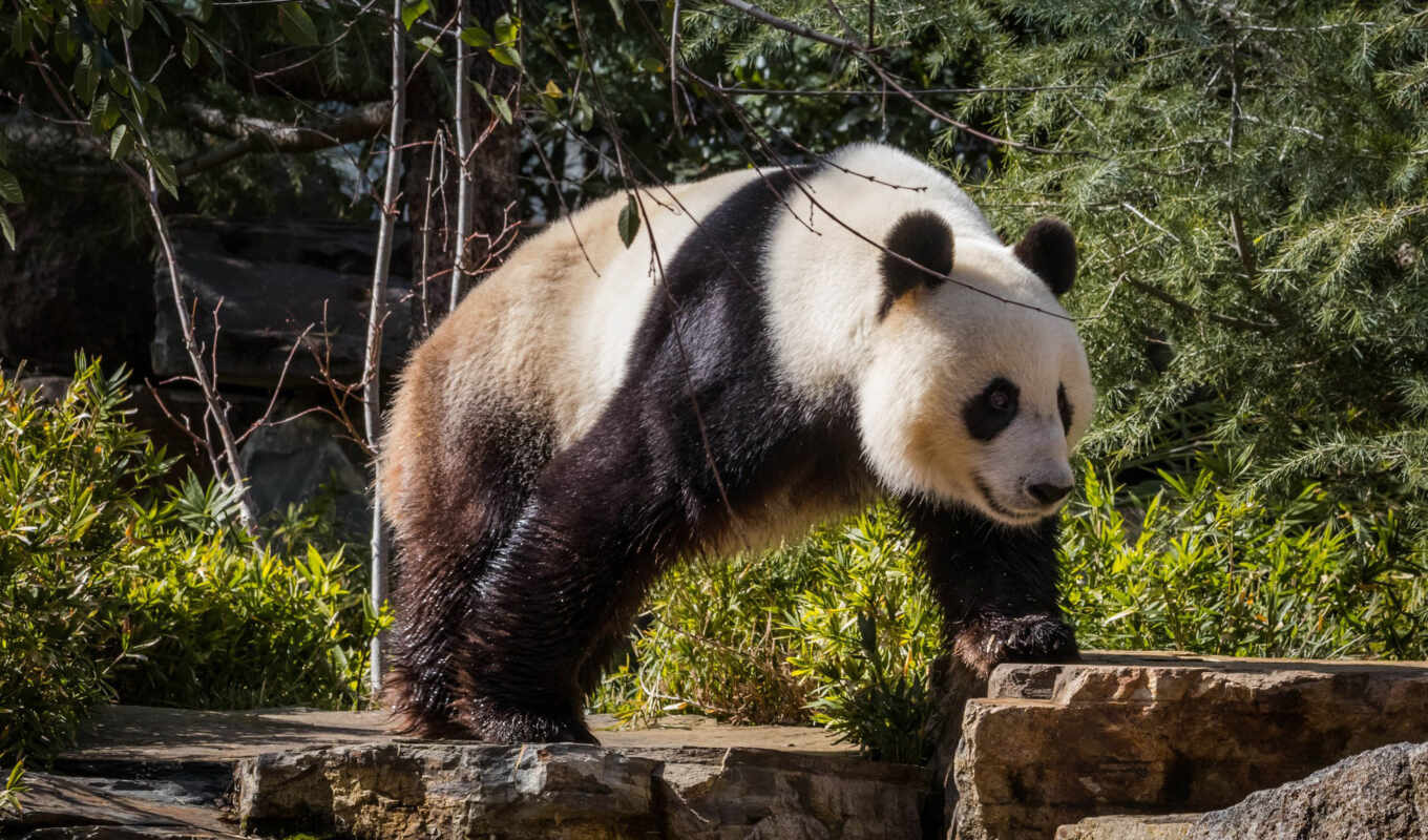 страница, бесплатные, панда, панды, медведь, животных, бамбук, медведи