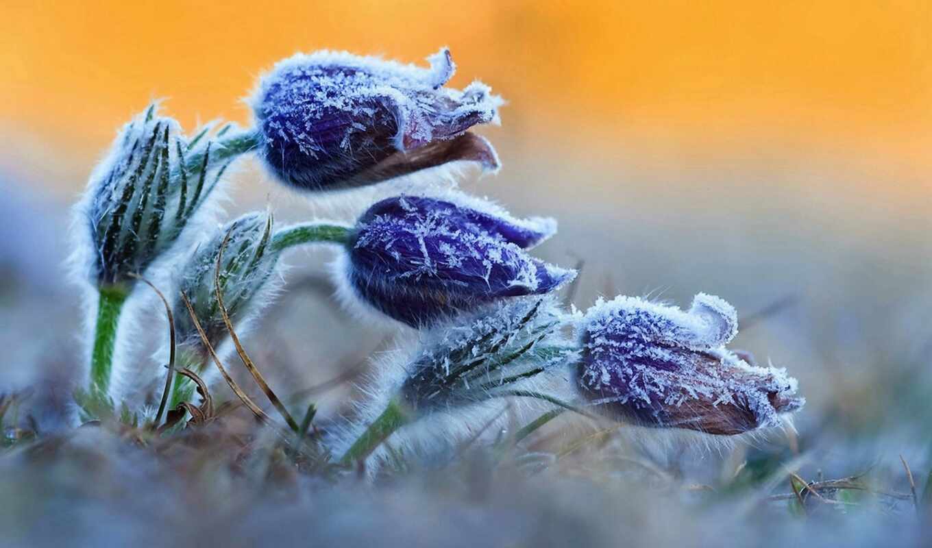 nature, photo, frost, which, color, cvety, unusual