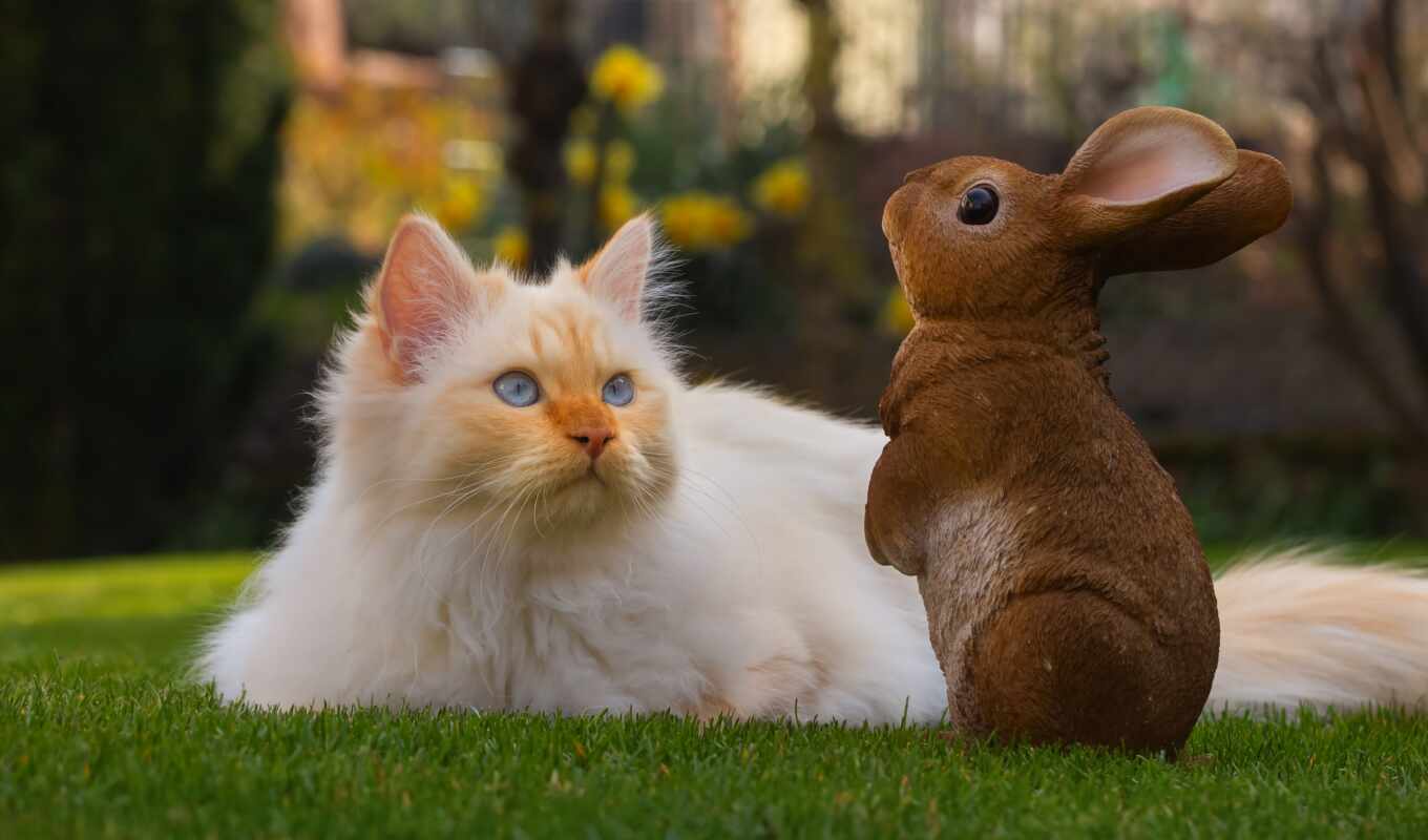 кот, кролик, indoors, outdoors, domestic, знать, bunny, shall, mushuklar