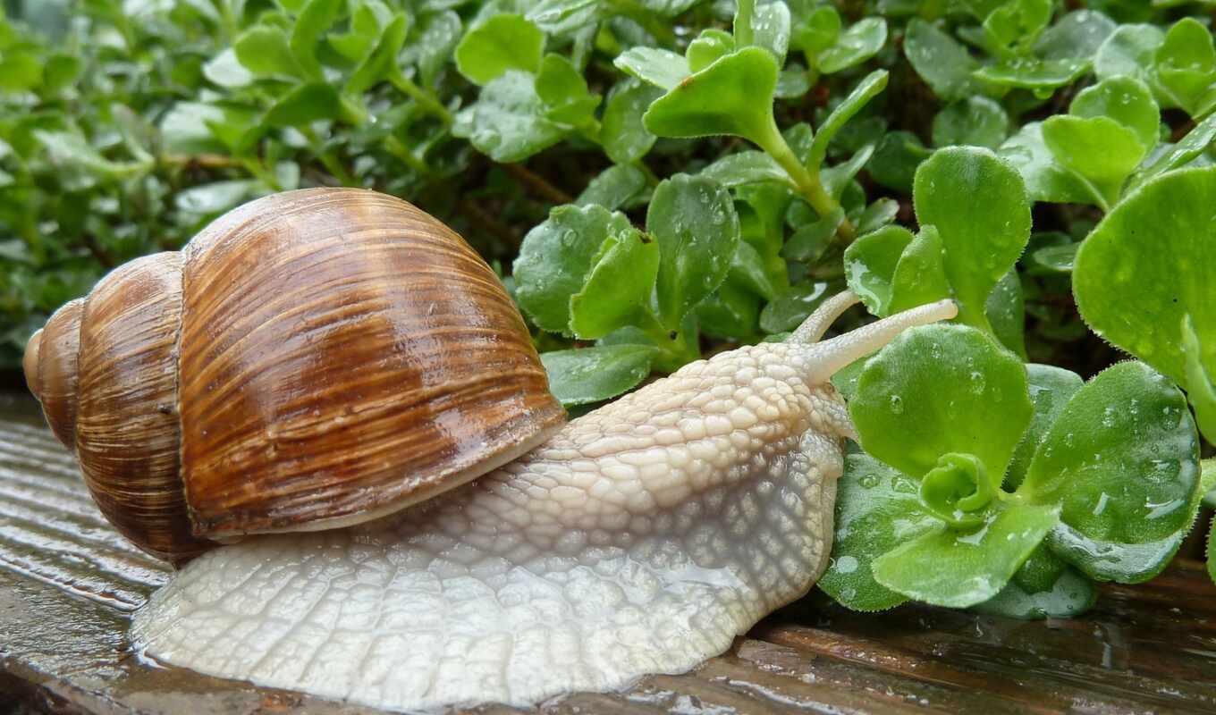 property, snail, ahatin