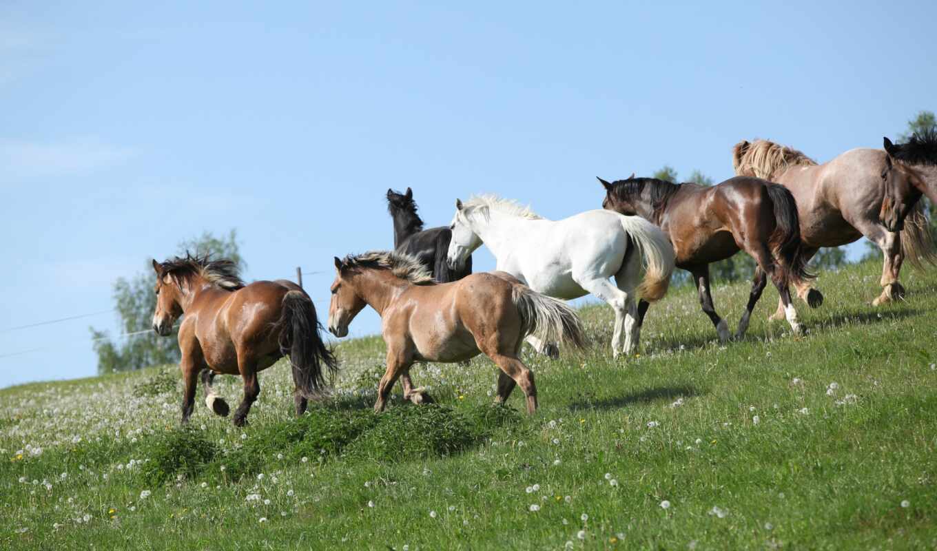 photo, horse, animal, many, herd, tobiano