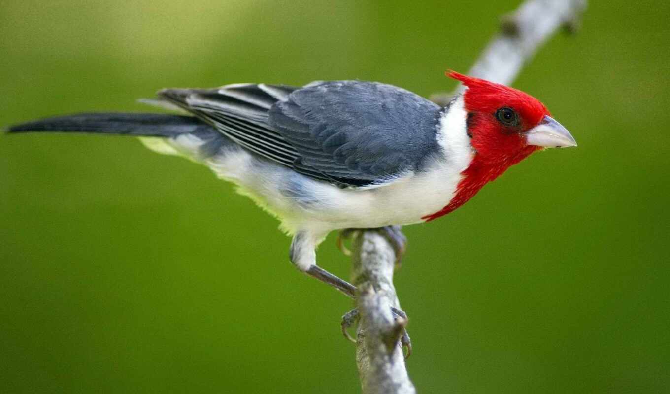 red, bird, beautiful, fuck