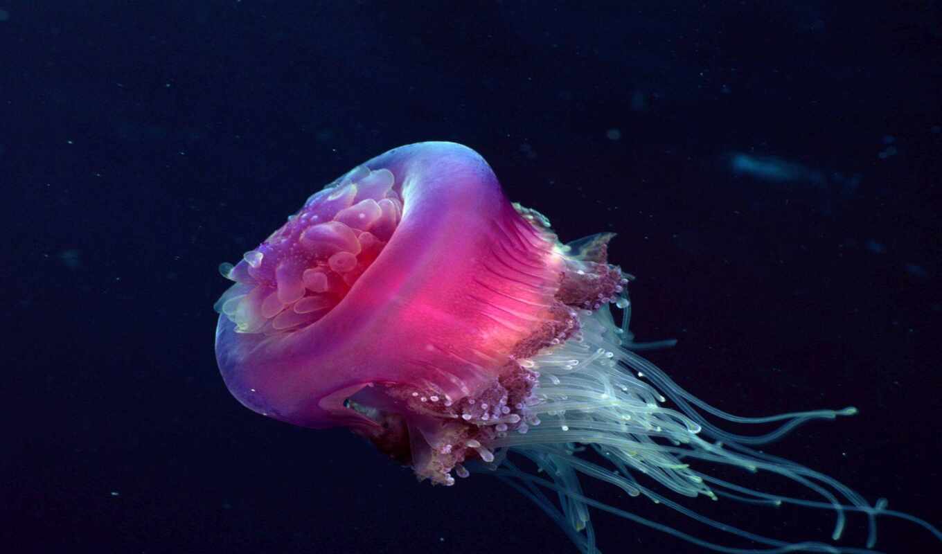 ocean, jellyfish