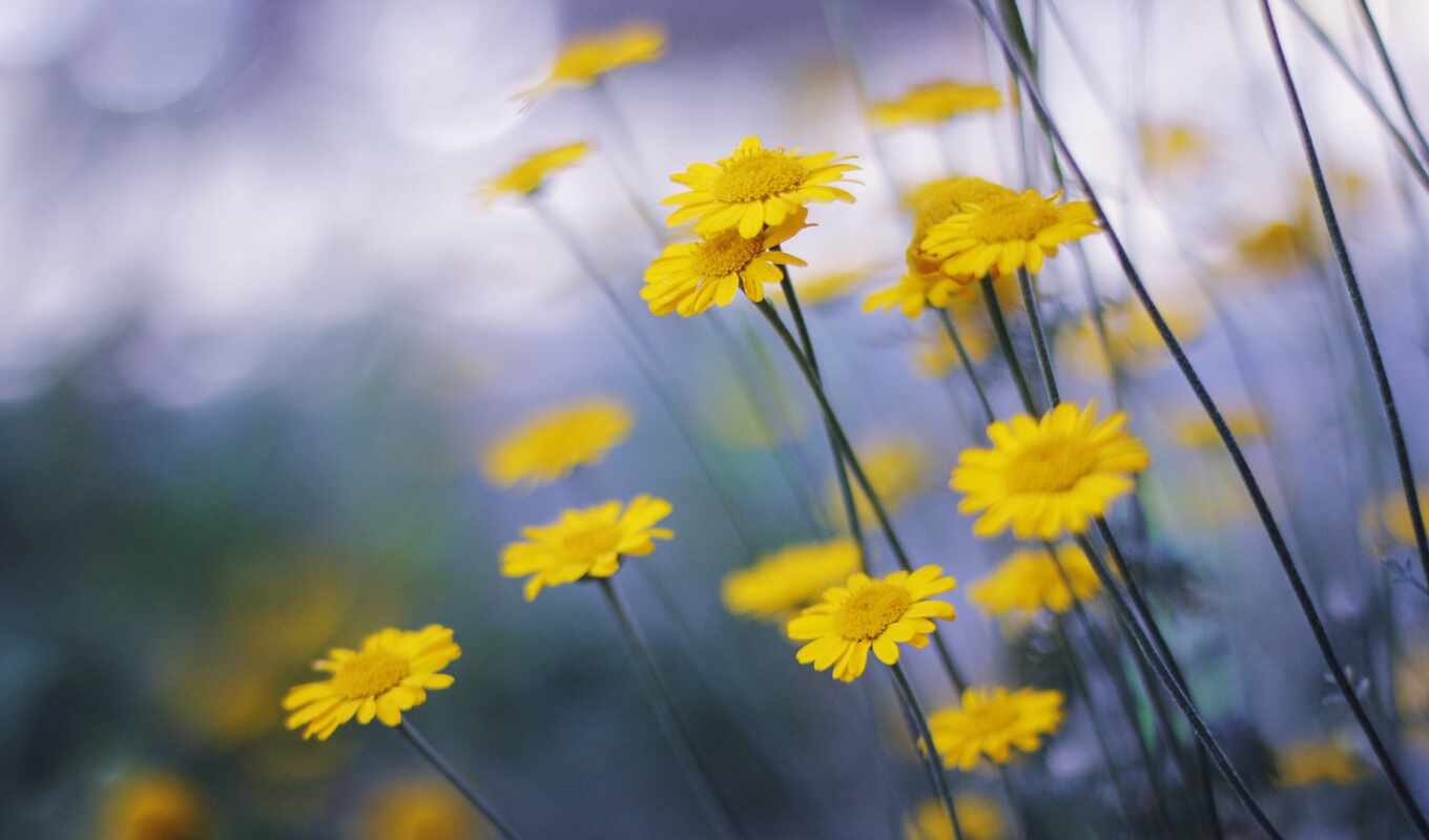 природа, цветы, yellow