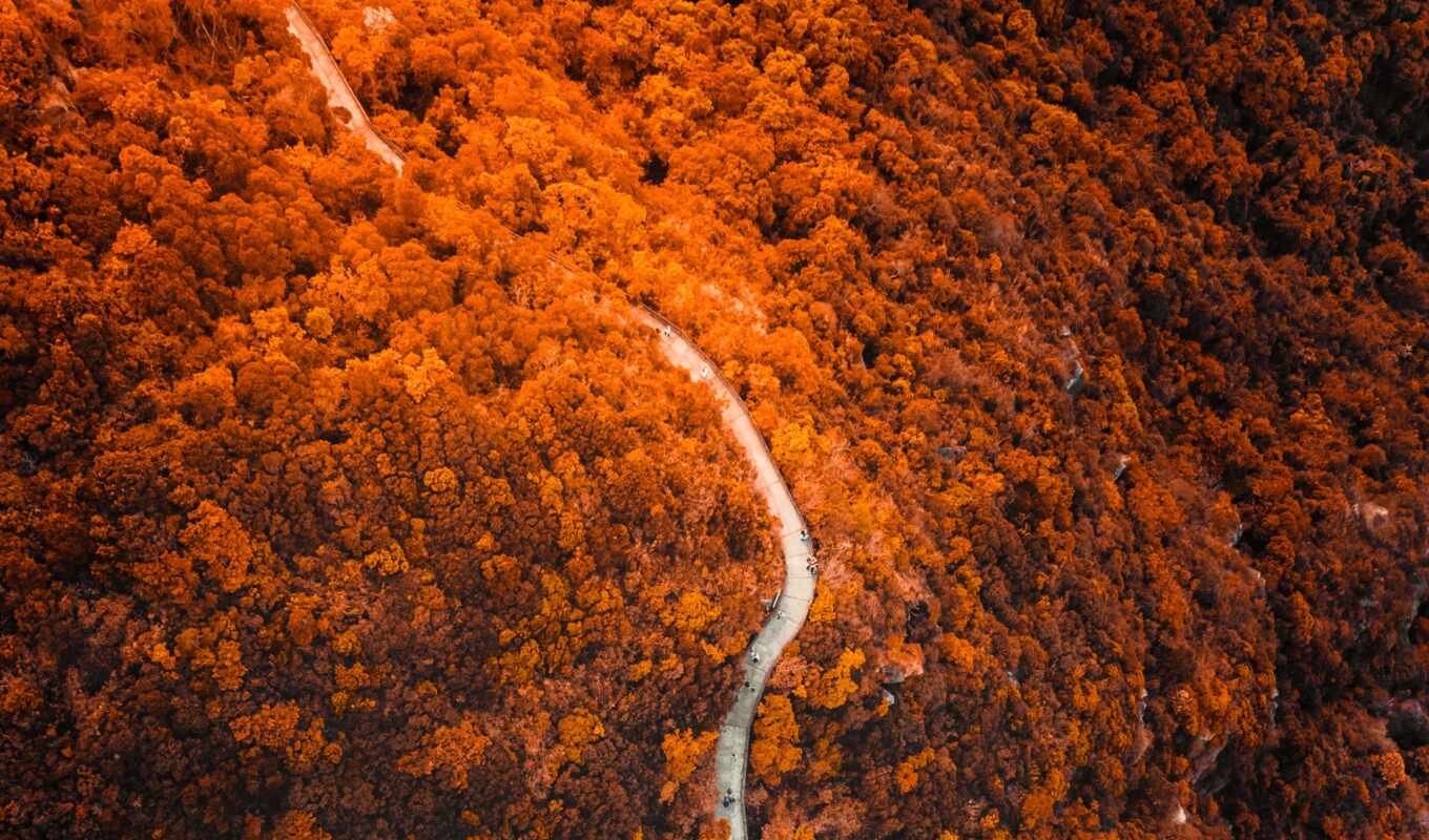 tree, forest, autumn, slope, fore, besplatnooboi, top of the mountain