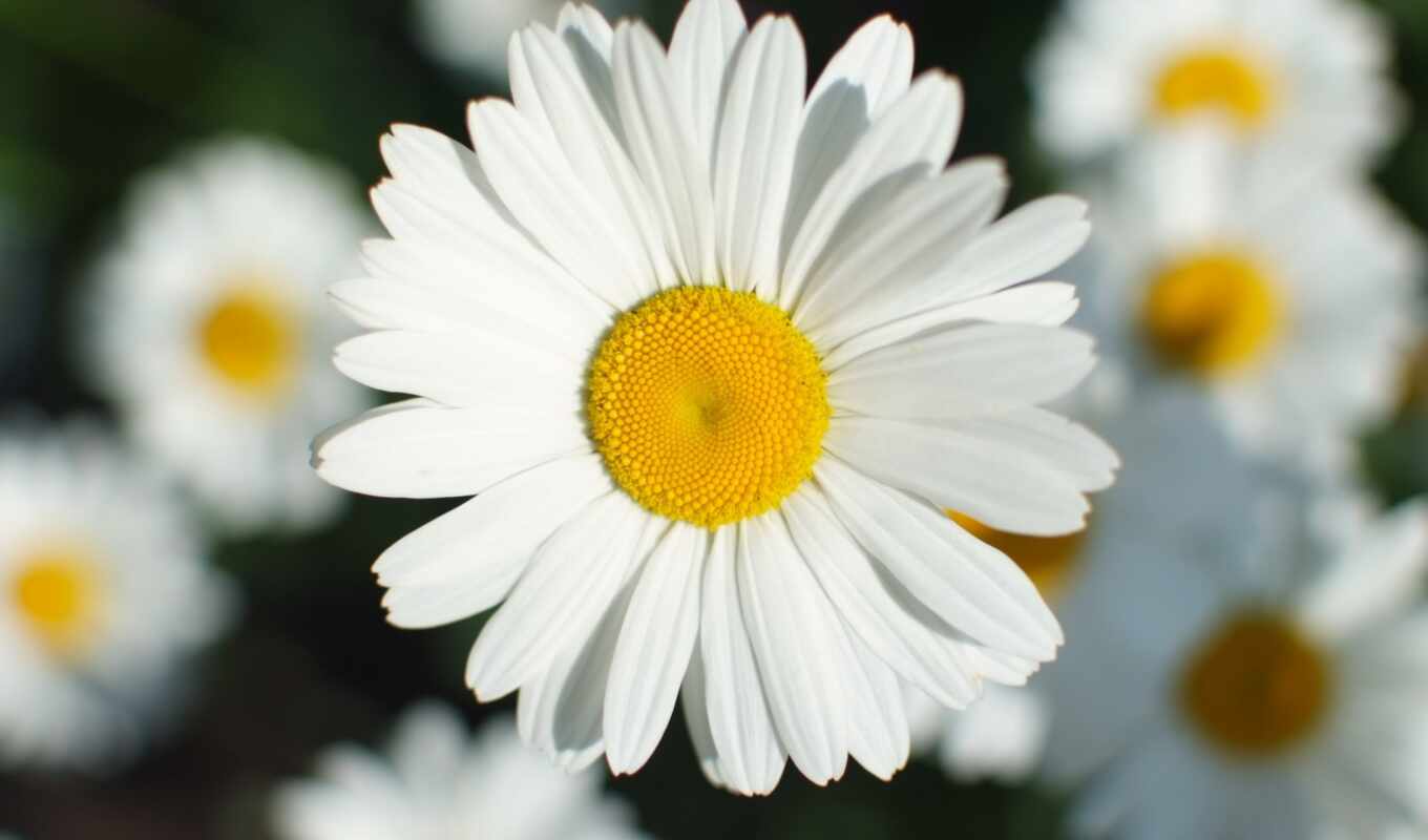 цветы, white, daisy, ромашка